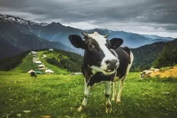 Batumlu Doğu Karadeniz Turu
